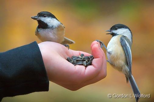 Two In The Hand_52089.jpg - Black-Capped Chickadees (Poecile atricapillus) photographed at Ottawa, Ontario - the capital of Canada.